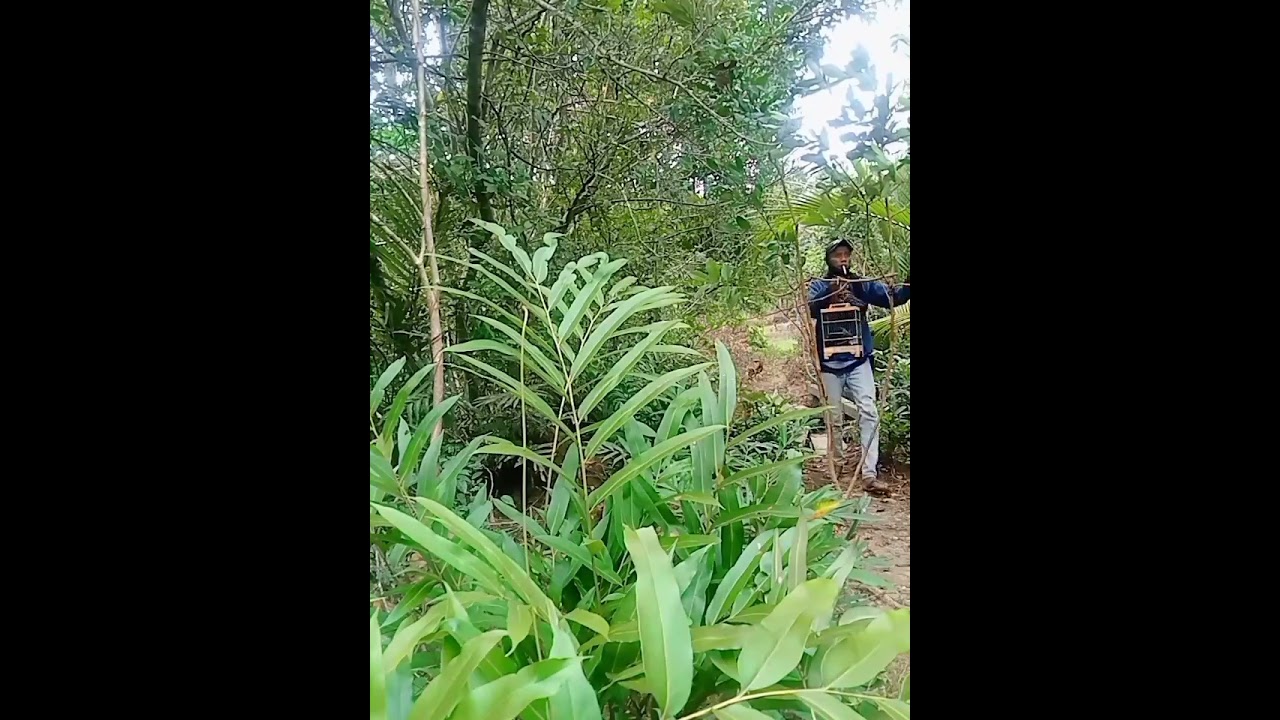 𝑵𝒆𝒌𝒂𝒕 𝒑𝒊𝒌𝒂𝒕 𝒃𝒖𝒓𝒖𝒏𝒈 𝒌𝒊𝒏𝒈 𝒌𝒐𝒏𝒊𝒏 𝒅𝒊 𝒑𝒊𝒏𝒈𝒈𝒊𝒓 𝒃𝒂𝒌𝒂𝒖