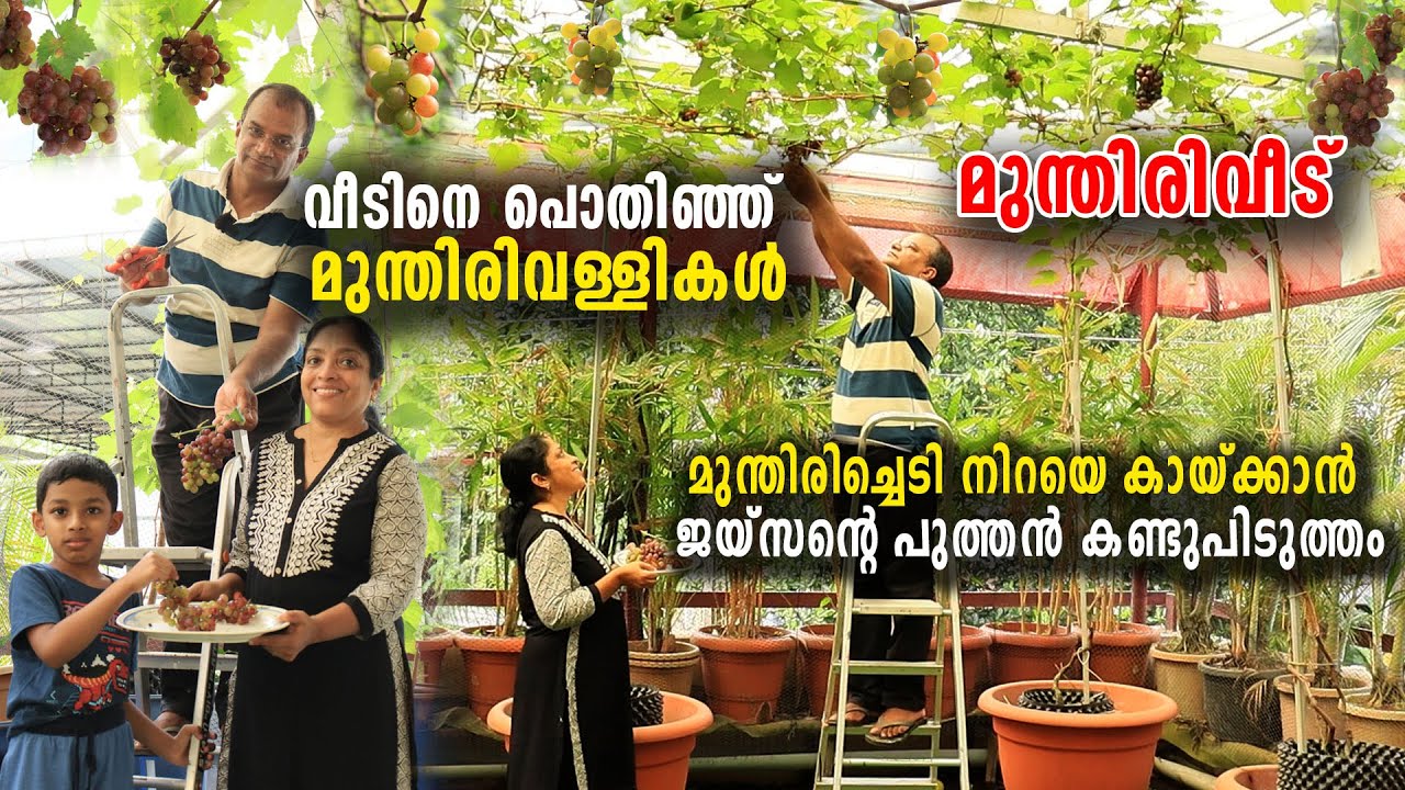 മട്ടുപ്പാവിൽ നിറയെ മുന്തിരിക്കുലകൾ | മുന്തിരിച്ചെടി നിറയെ കായ്ക്കാൻ ജയ്സന്റെ പുത്തൻ കണ്ടുപിടുത്തം