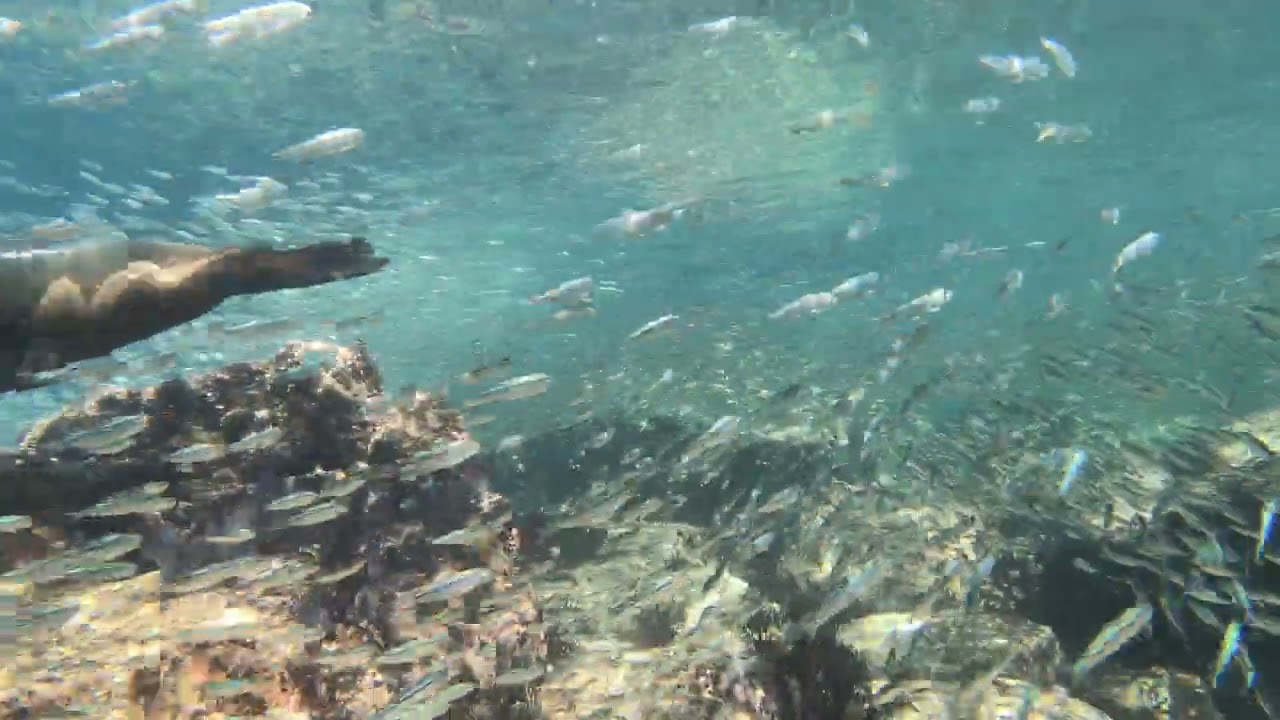 ⁣School of mullet fish | Diving in La Paz Island, Mexico | Valentina Liveaboard