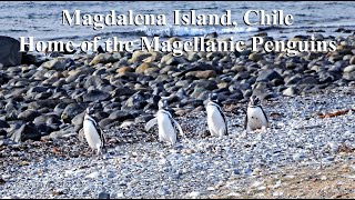 Magdalena Island, Chile – Home of the Magellanic Penguins