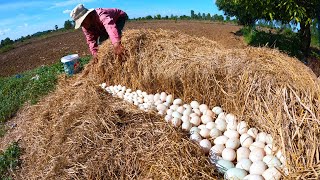 wow amazing! lucky day smart farmer pick a lots of duck eggs under straw by hand