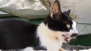 釣り人の横で釣れるのを待っている野良猫の表情がまるで犬な件