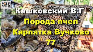 #Кашковский В.Г. Порода пчел Карпатка Вучково 77