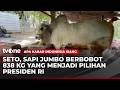 Presiden Prabowo Beli Sapi Jumbo Berbobot 838 Kg Milik Warga Kulonprogo | AKIS tvOne