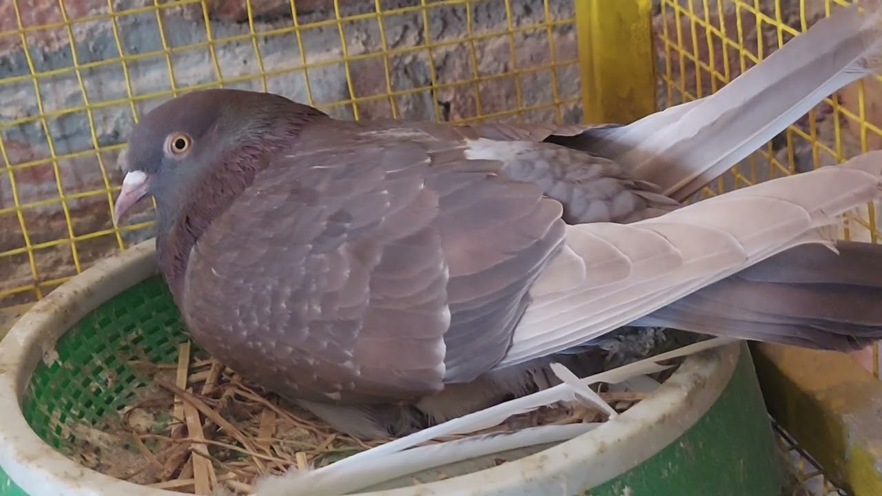 ਧੰਨੇ ਬਾਬੇ ਵਾਲੇ ਲਾਲ ਚੀਨੇ ਤੇ ਰੱਤੇ। Dhanne Babe wale Ratte te lal cheene...9888306910