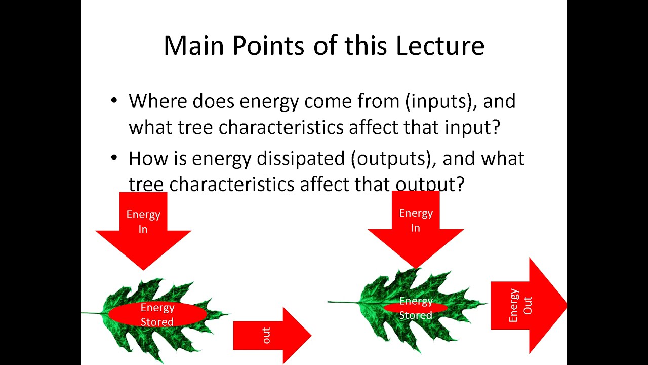 Tree Biology Energy Balance lecture A  - inputs and outputs