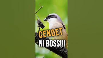 Cendet Si Peniru Handal‼️ #cendet #cendetgacor #burunggacor  #burung #shorts