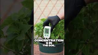Hydrangeas Not Blooming? Check Your Soil’s Phosphorus And Potassium Levels 🌸 Tips