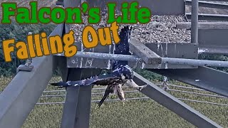 Kabasólyom, Fiókák Kiesése - Eurasian Hobby, Chicks Falling Down -2021.08.15 -2021.08.18