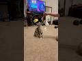 Super #cute #cats #funny #catvideos of 2025 #viralshorts catlovers