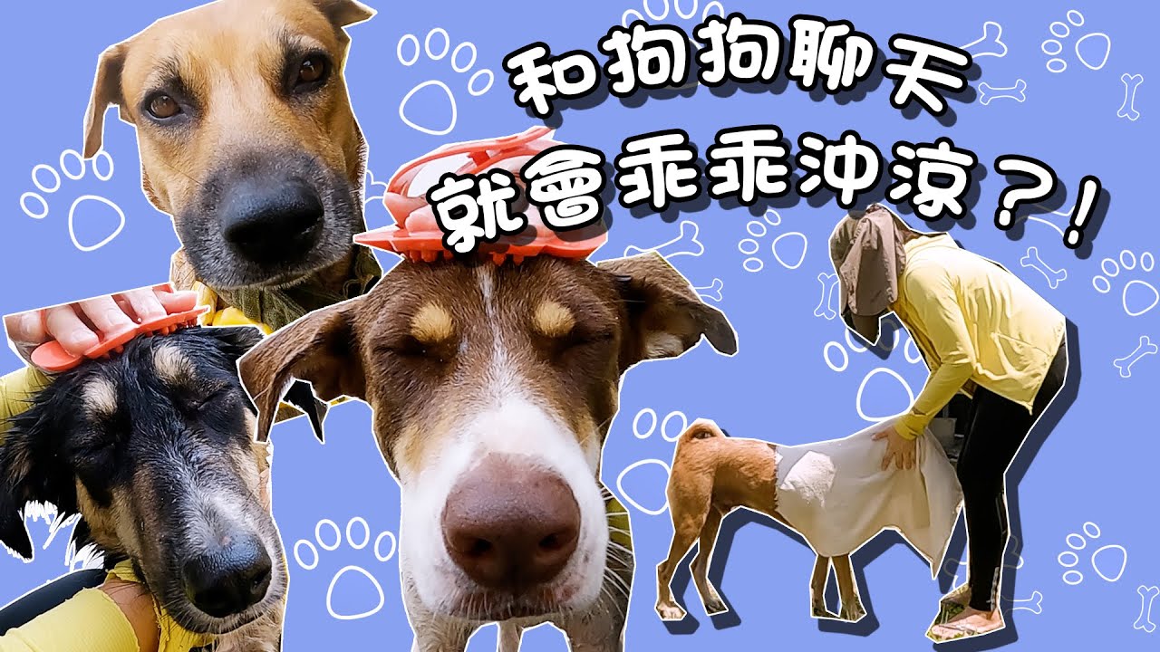 【靜晶日記  248】【小物物語Part 10！和狗狗聊天，就會乖乖沖涼了！Tiny House｜Malaysia｜馬來西亞】