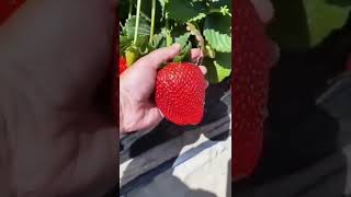 Chines Tik Tok Fruit Art