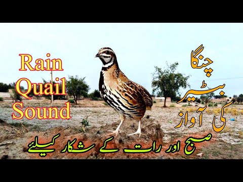    چنگا بٹیر کی آواز       