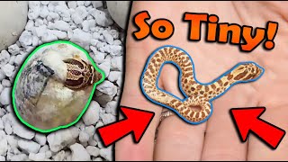 A RUNT Hognose Snake Hatched  :/