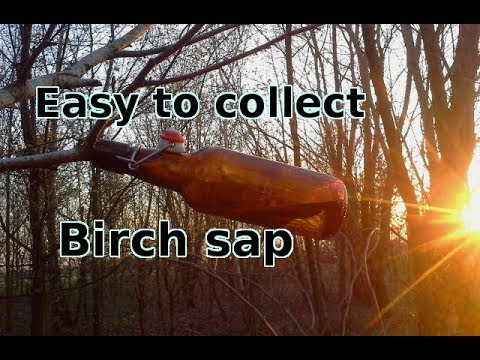 Collecting Birch Sap