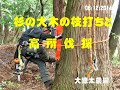 杉の大木の枝打ちと高所伐採:大源太農園20140612