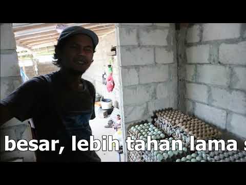 Alamat Pak Solehudin Juragan Telur Bebek Pola Nogososro Sabuk Inten