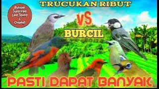 Pikat AMPUH TRUCUKAN vs BURCIL