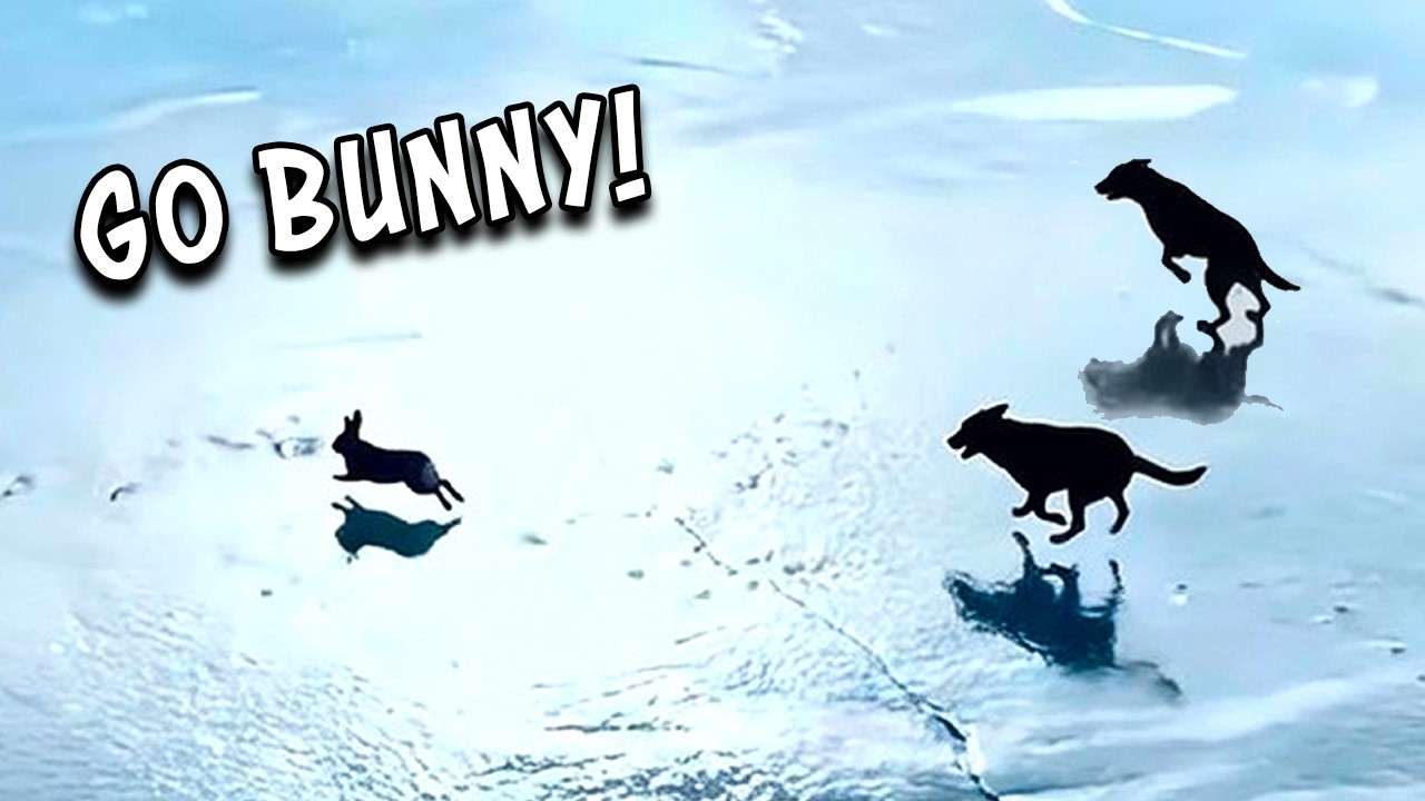 Bunny vs Dogs in Snow - Ozzy Man Reviews