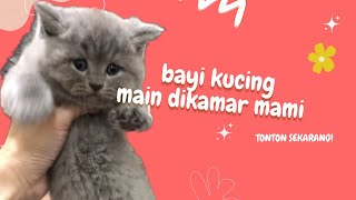 Video bayi kucing bermain dikamar babu nya :) by Vinscaara 3,277 views 1 year ago 29 seconds