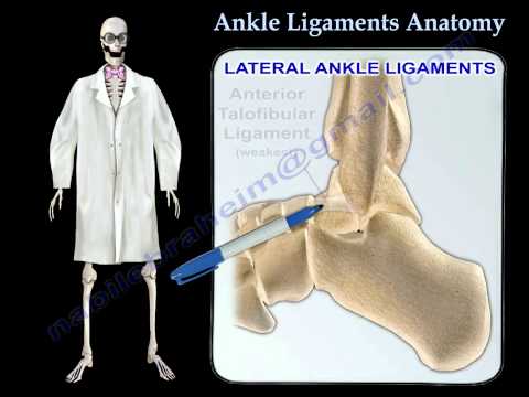 Ankle Ligaments Anatomy - Everything You Need To Know - Dr. Nabil Ebraheim