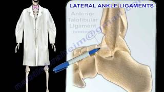 Ankle Ligaments Anatomy - Everything You Need To Know - Dr. Nabil Ebraheim