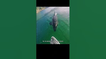 Mother Orca Seek Help from Human to Save Baby Part 1 see full video in this channel #animalrescue