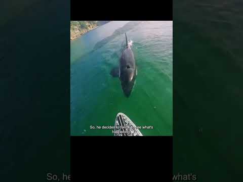 Mother Orca Seek
