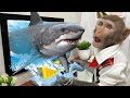 Bim Bim plays baby shark game and goes to swimming with ducklings