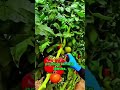 prune the leaves so that the tomatoes bear lots of fruit #shorts #reaction #education