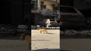Animals suffering in Lebanese war