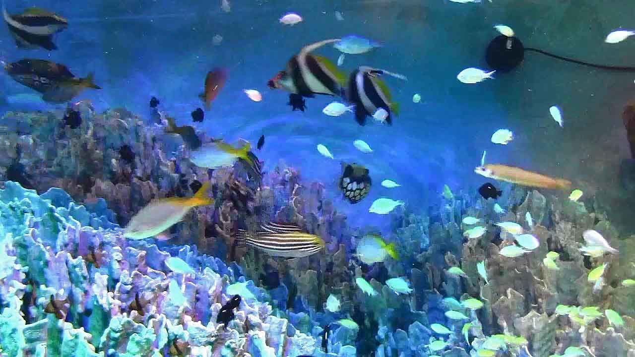 白保台一 サンシャイン水族館「沖縄の海～白保～」水槽の給餌 Sunshine Aquarium 