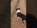 dia de passeio com os meus cachorros na roça