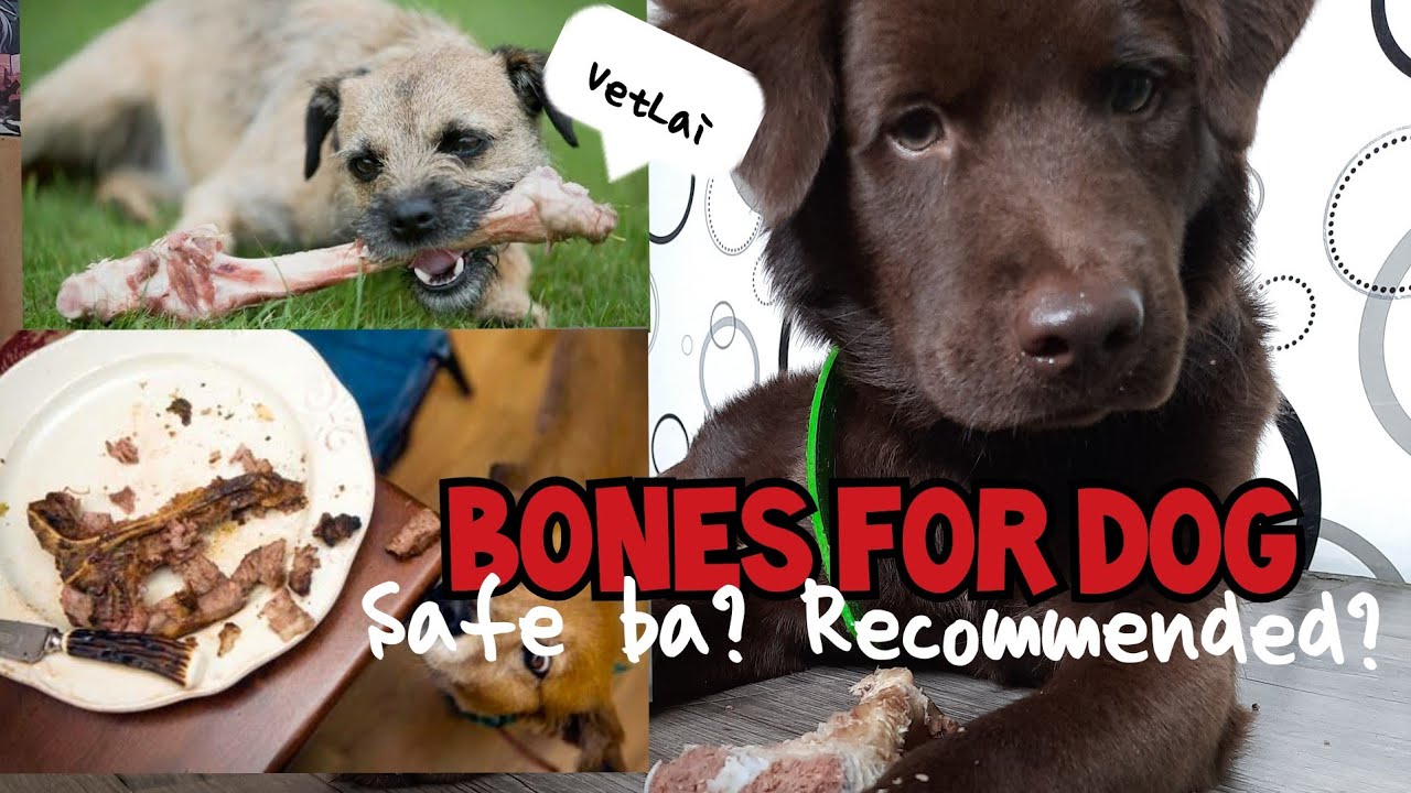 Bones for Dogsafe? essential? pros and Cons YouTube