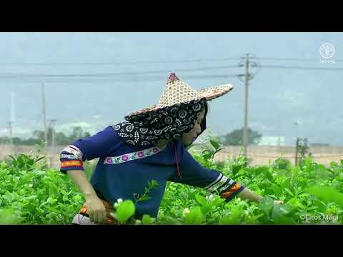Discover the rich heritage of six traditional tea cultivation systems