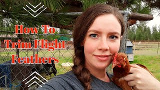 How to Trim a Chickens flight feathers | Chicken Husbandry Series
