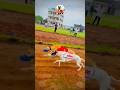 kolhapur dog race || dog res || Dog racing kolhapur || #shorts