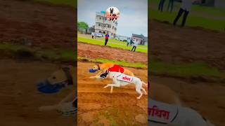kolhapur dog race || dog res || Dog racing kolhapur || #shorts