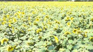 20110911 ひまわり3