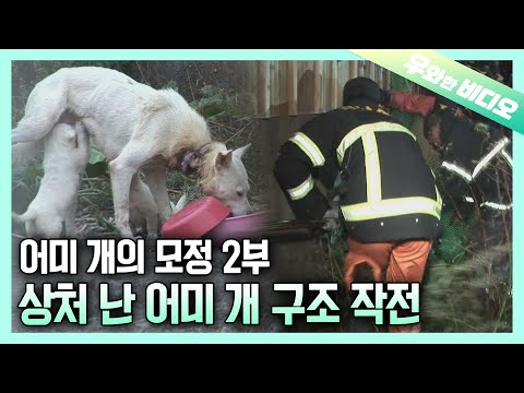 (2부) 끔찍한 고통에도 새끼들을 돌보는 어미 개, 백구 구조 대작전┃Mother <strong>Dog</strong> Taking Care of Pups <strong>Despite</strong> Horrible Pain