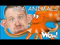 Sea Animals for Kids from Steve and Maggie Stories | Free Speaking Wow English TV