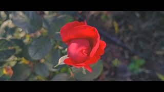 New Song Kavan Jadu Kailu A Jaan Sunny Kushwaha