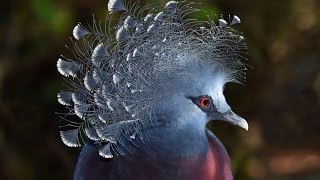 Nikon Behind The Scenes A New Perspective On Bird Photography