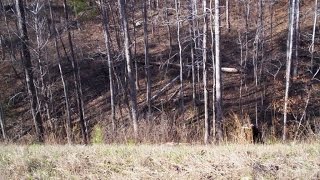 The Road Less Traveled, Bigfoot Foot Prints Alabama Adventure