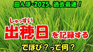ＳＣＩＥＮＣＥ　ＯＦ　ＴＨＥ　ＲＩＣＥＰＬＡＮＴ/農山漁村文化協会/ＴＡＫＡＮＥ　ＭＡＴＳＵＯ（単行本） SCIENCE OF THE RICEPLANT/農山漁村文化