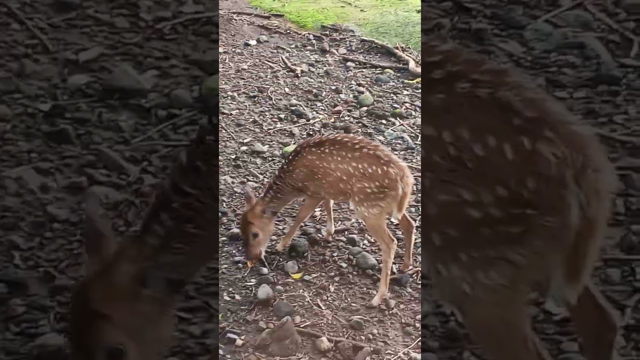 Disitu ada hewan apa saja ya? Tolong di jawab di kolom komentar ya!!