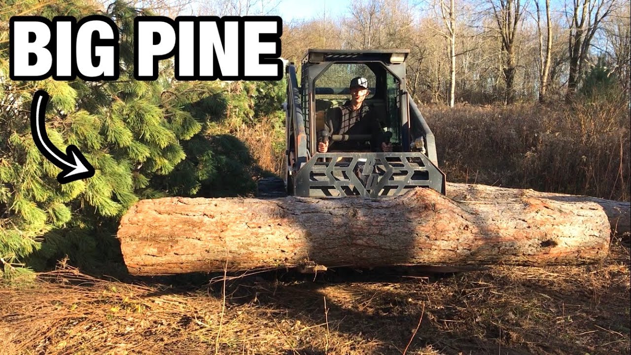 Cutting BIG PINE TREES For The SAWMILL - YouTube
