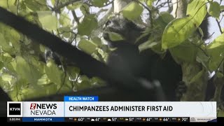 Chimpanzees seen administering first aid