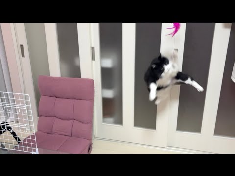 こねこね こねこね - YouTube