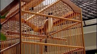 Kicau Burung Pentet Jawa Timur